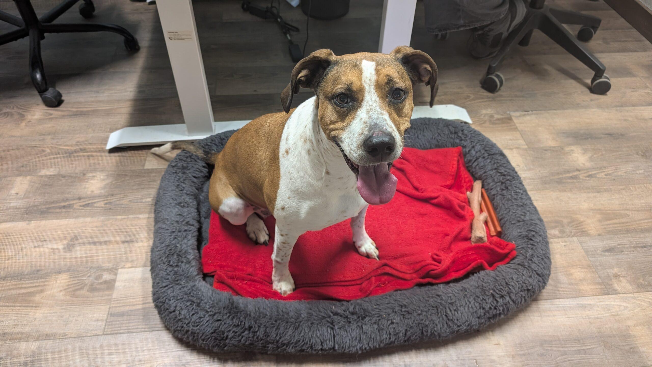 Nalah, a ADOPTABLE mixed breed in McCall, ID image 3/3