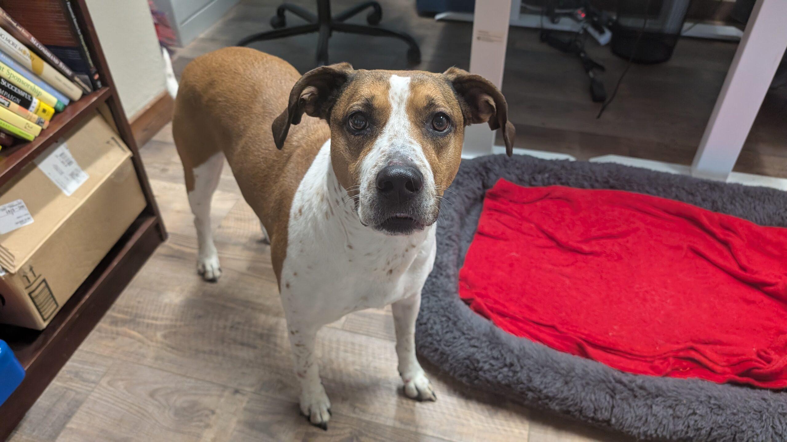 Nalah, a ADOPTABLE mixed breed in McCall, ID image 2/3