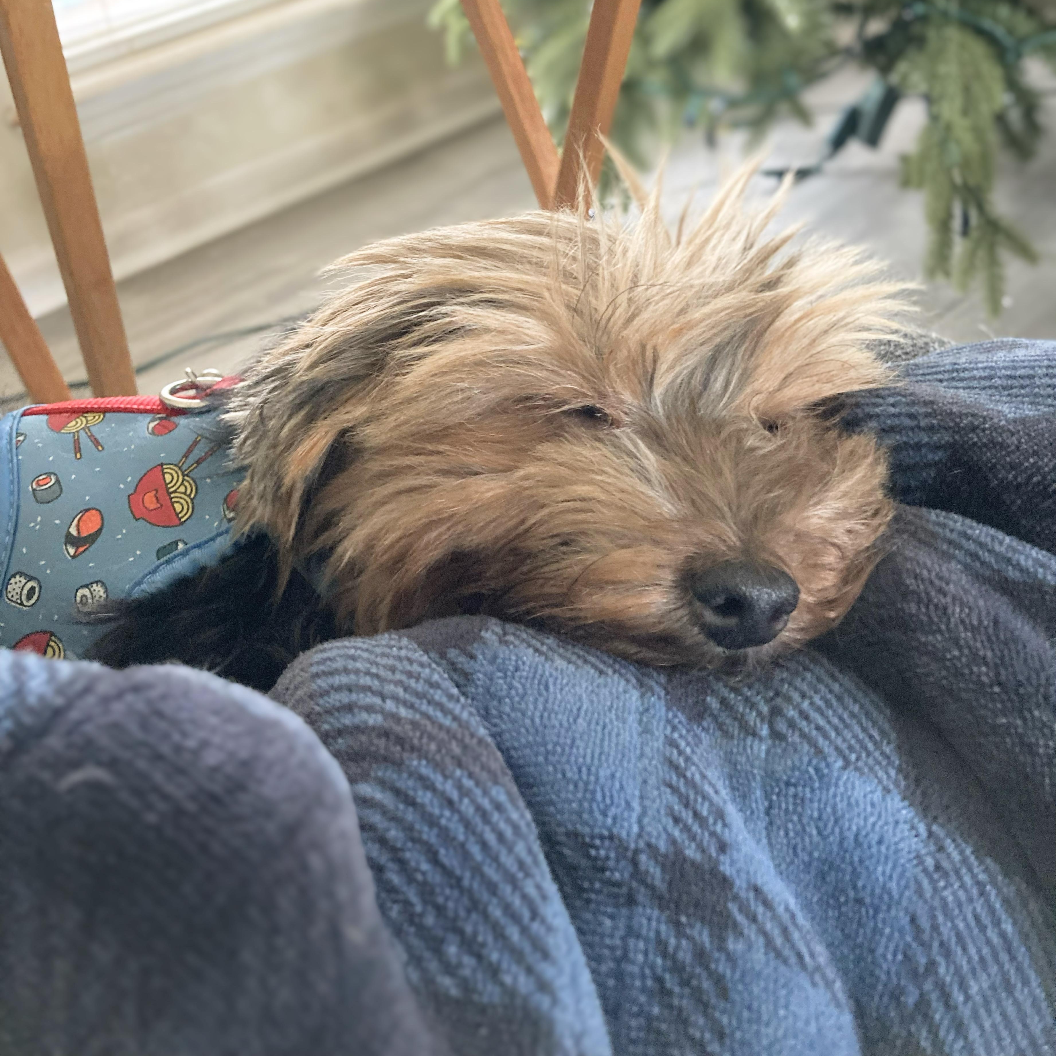 Bentley, adoptable, Adult Male Yorkshire Terrier.