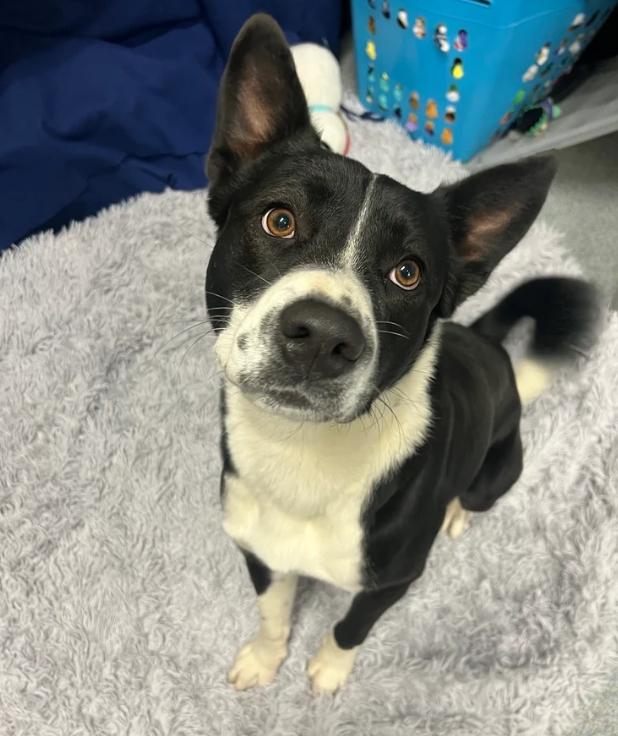 Ozzy, ADOPTABLE, Adult Male Border Collie & German Shepherd Dog.