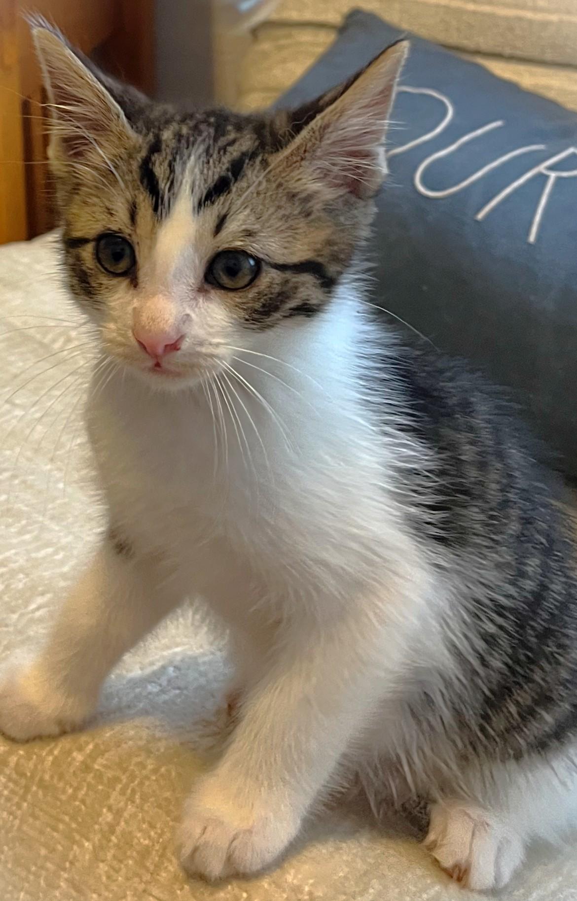 Rugby, Baby Male American Shorthair