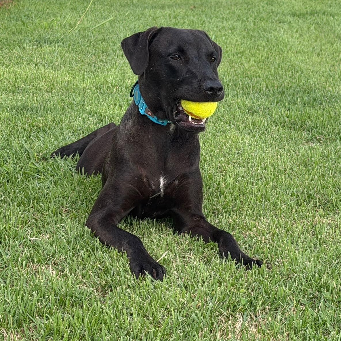 Enlarge Dante, a Adoptable mixed breed in Baltimore, MD image 5/6