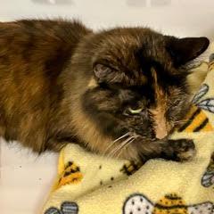 Samantha--Beautiful Lady Available with Vet Care Support for Life!