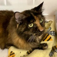 Samantha--Beautiful Lady Available with Vet Care Support for Life!