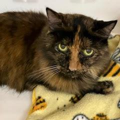 Samantha--Beautiful Lady Available with Vet Care Support for Life!
