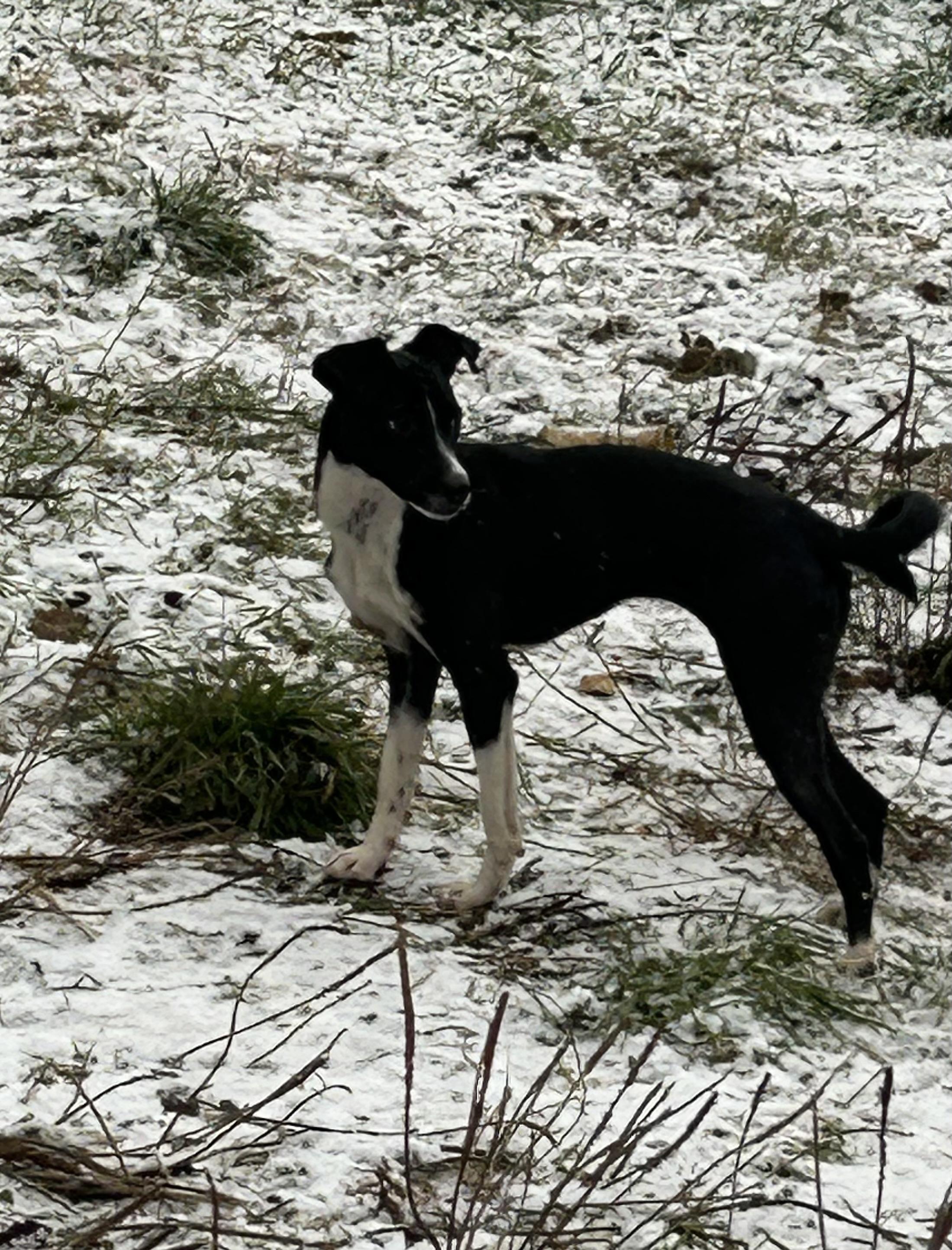 Joy and Catalina, a Adoptable mixed breed in Chelsea, VT image 1/4