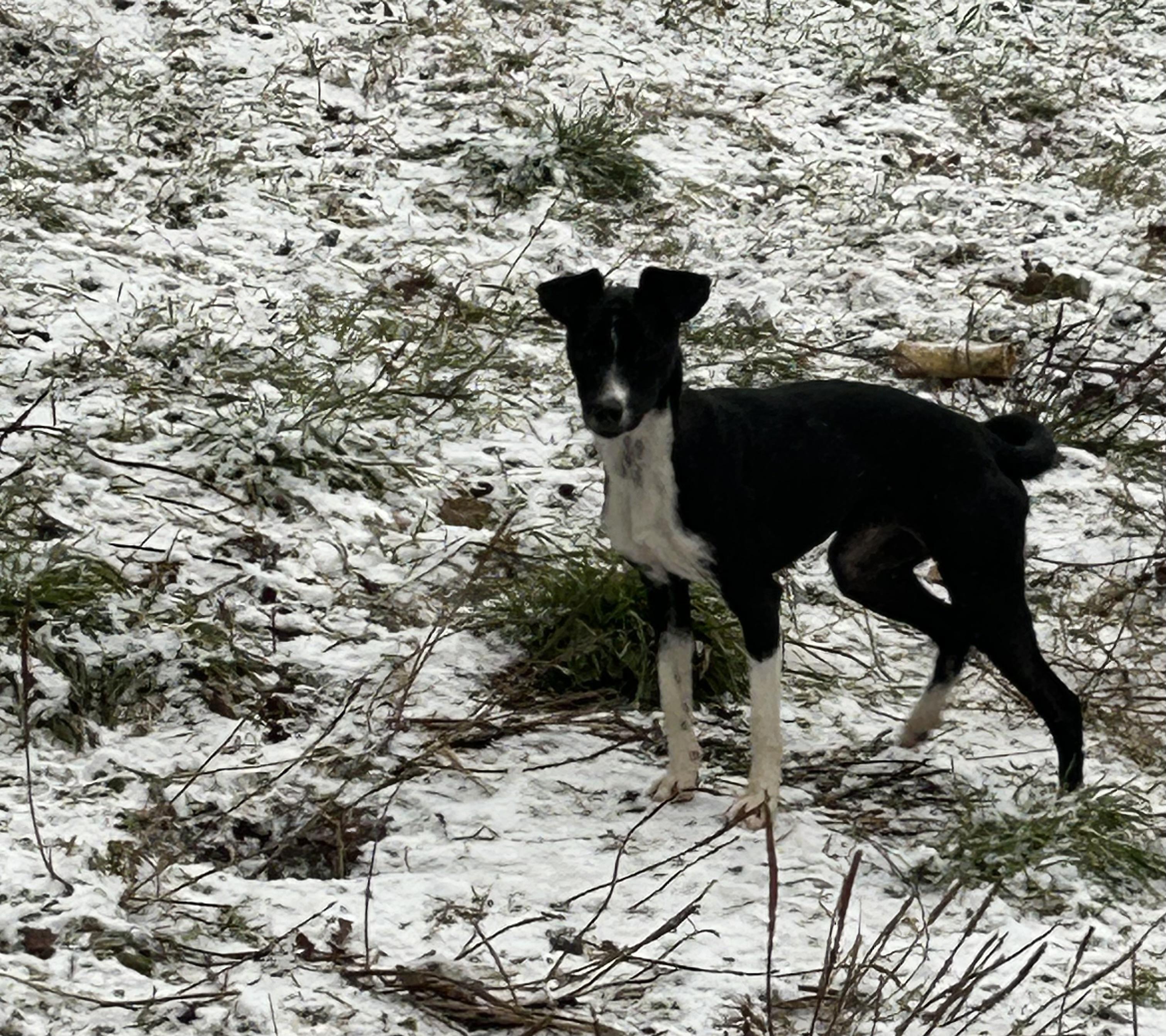 Joy and Catalina, a Adoptable mixed breed in Chelsea, VT image 2/4