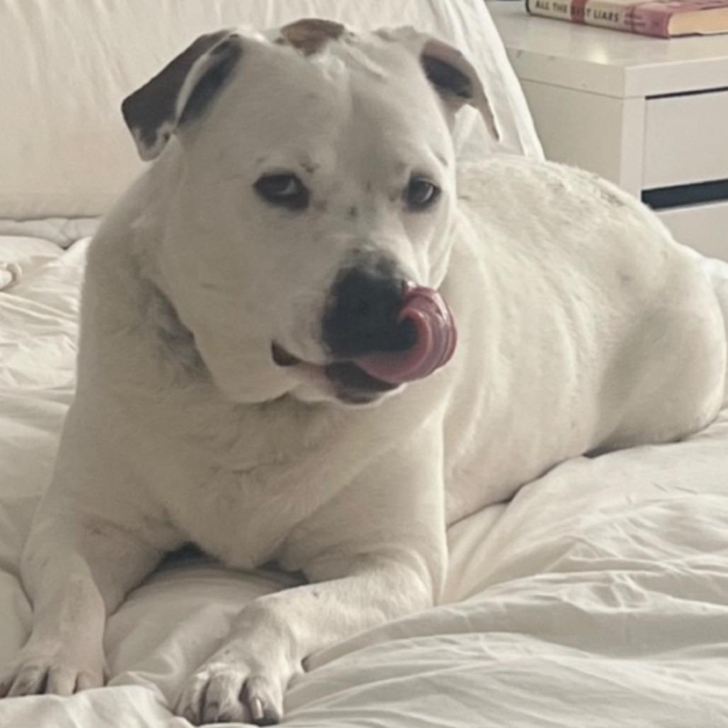 Louie, Adoptable, Adult Male Pit Bull Terrier.