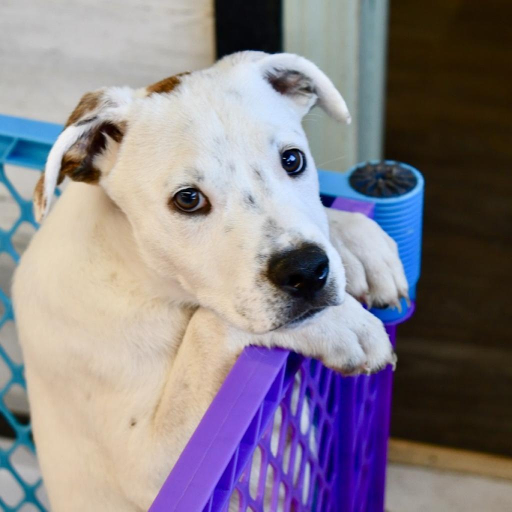 Louie, a Adoptable mixed breed in West Islip, NY image 2/4