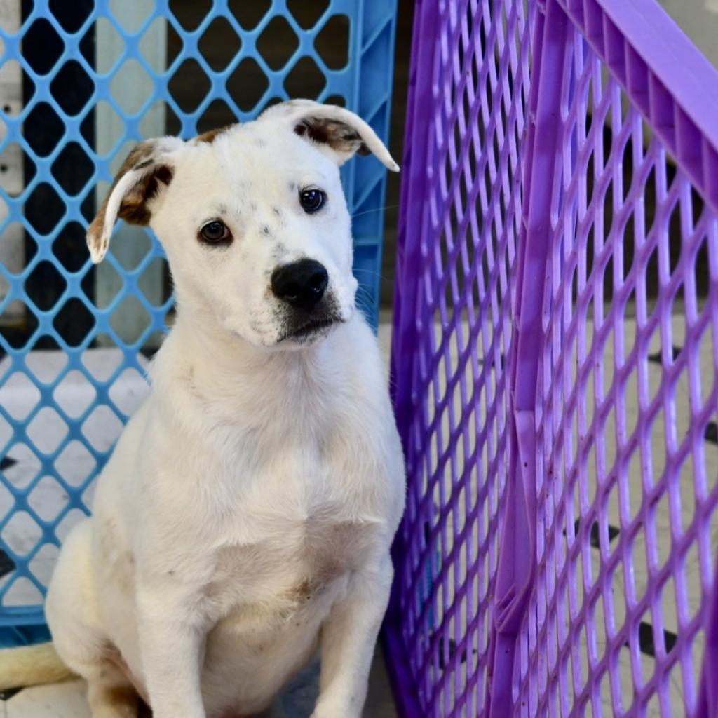 Louie, a Adoptable mixed breed in West Islip, NY image 3/4