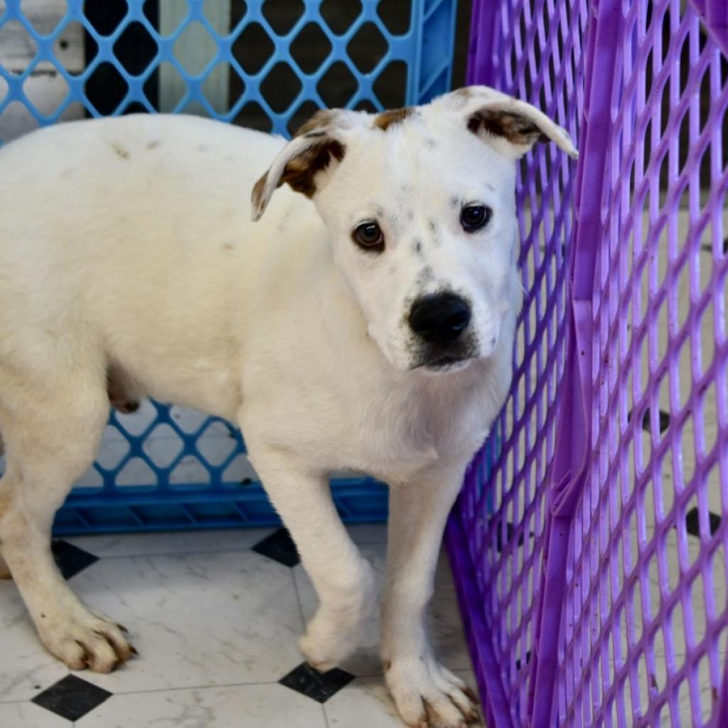 Louie, a Adoptable mixed breed in West Islip, NY image 4/4