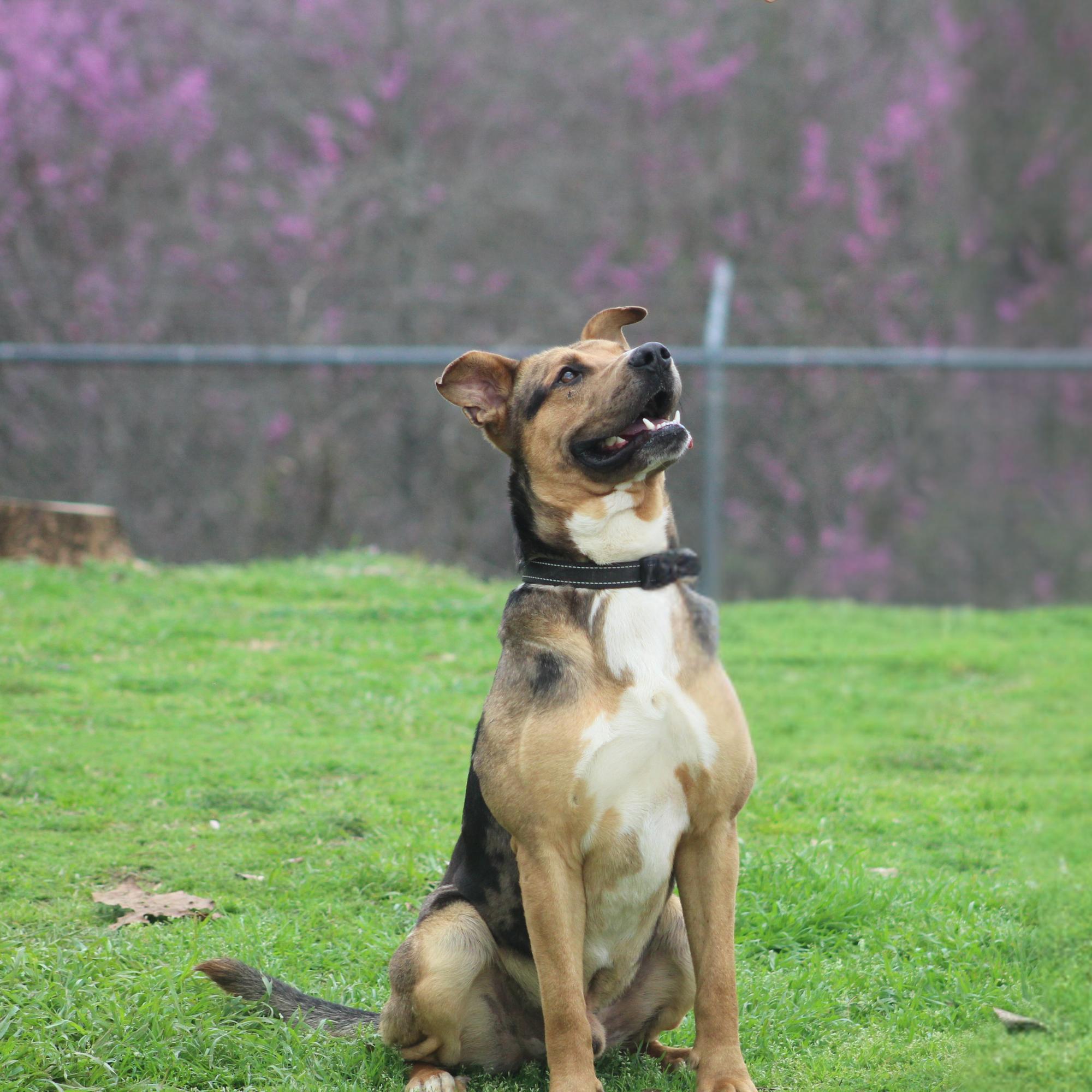 Enlarge Dexter, a ADOPTABLE mixed breed in Conway, AR image 2/4