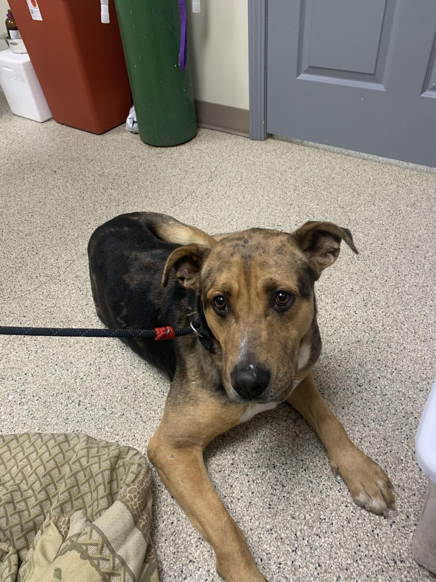 Enlarge Dexter, a ADOPTABLE mixed breed in Conway, AR image 3/4