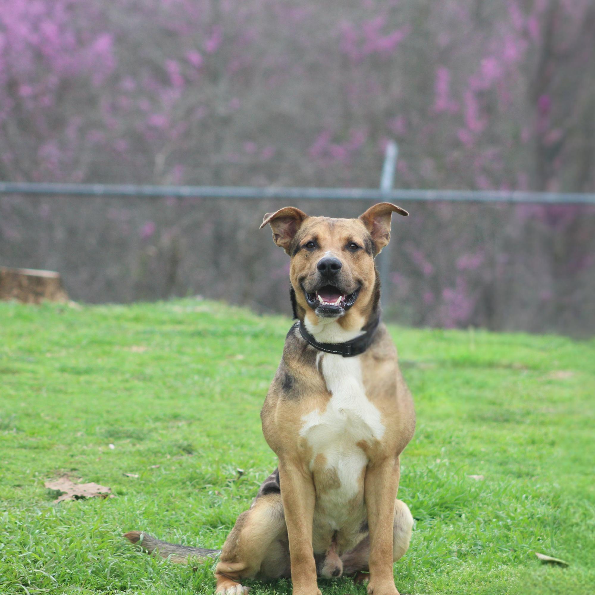 Enlarge Dexter, a ADOPTABLE mixed breed in Conway, AR image 4/4