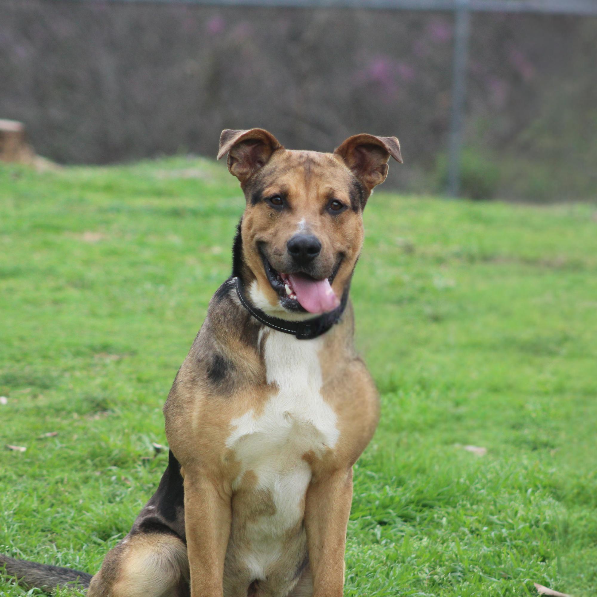 Enlarge Dexter, a ADOPTABLE mixed breed in Conway, AR image 1/4