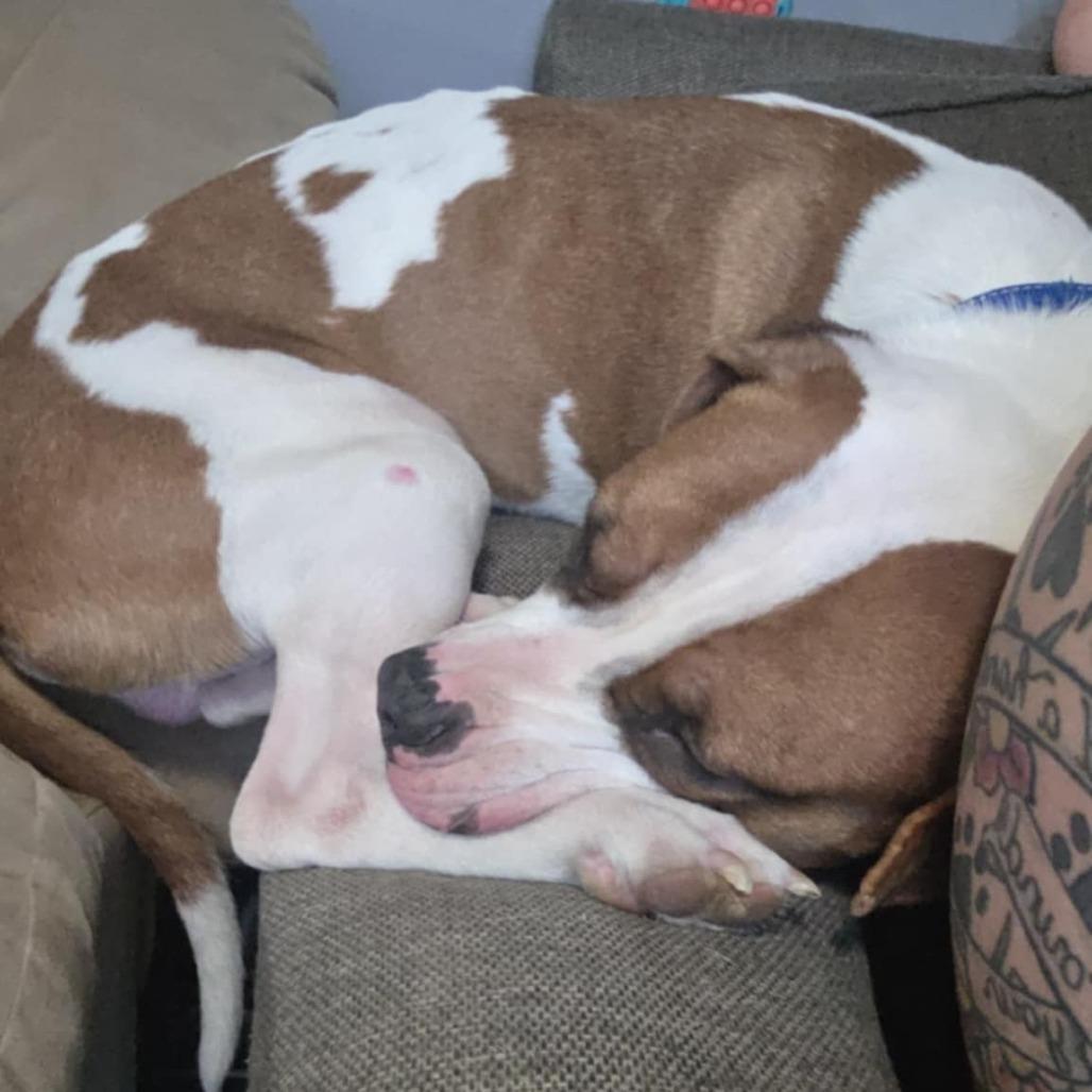 Enzo, Adoptable, Young Male Pit Bull Terrier.
