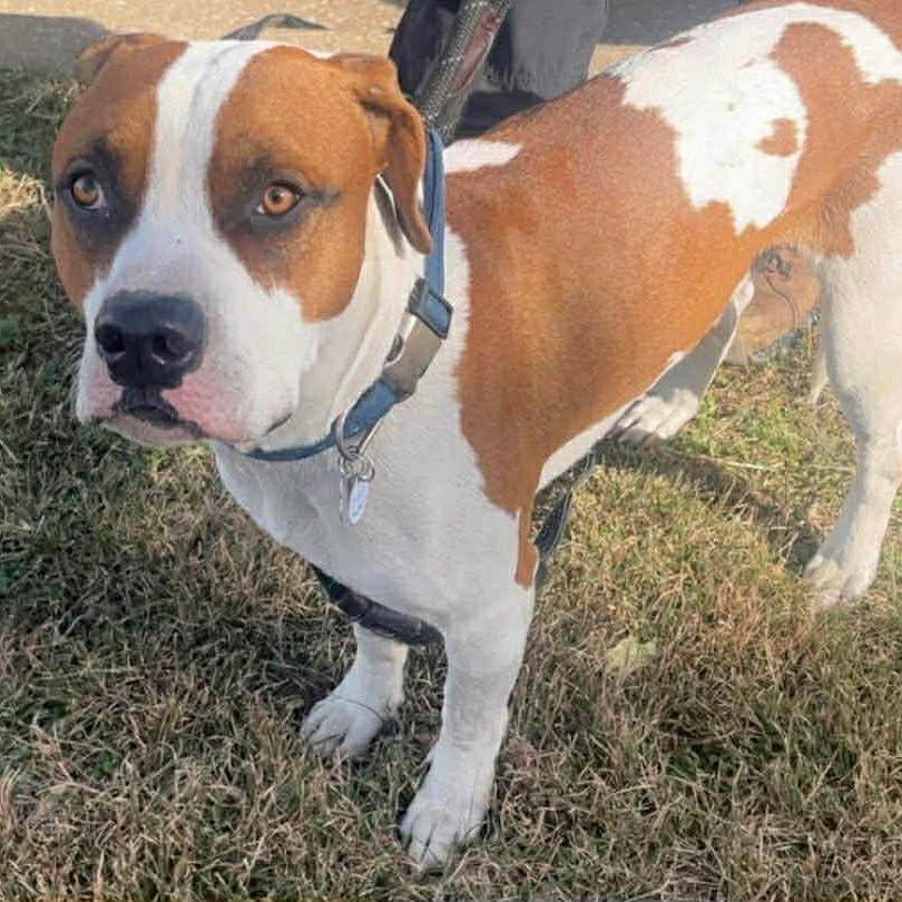 Enzo, a Adoptable Pit Bull Terrier in Brainerd, MN image 2/5