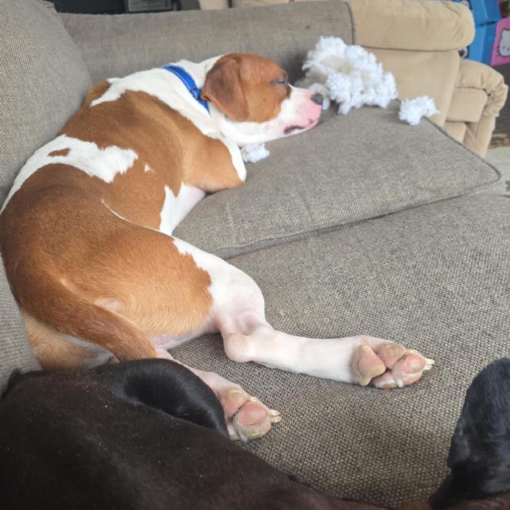 Enzo, a Adoptable Pit Bull Terrier in Brainerd, MN image 3/5
