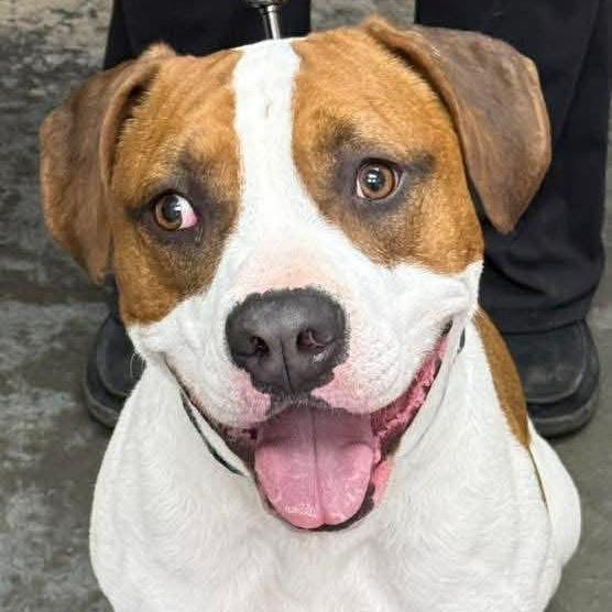 Enlarge Enzo, a Adoptable Pit Bull Terrier in Brainerd, MN image 5/6