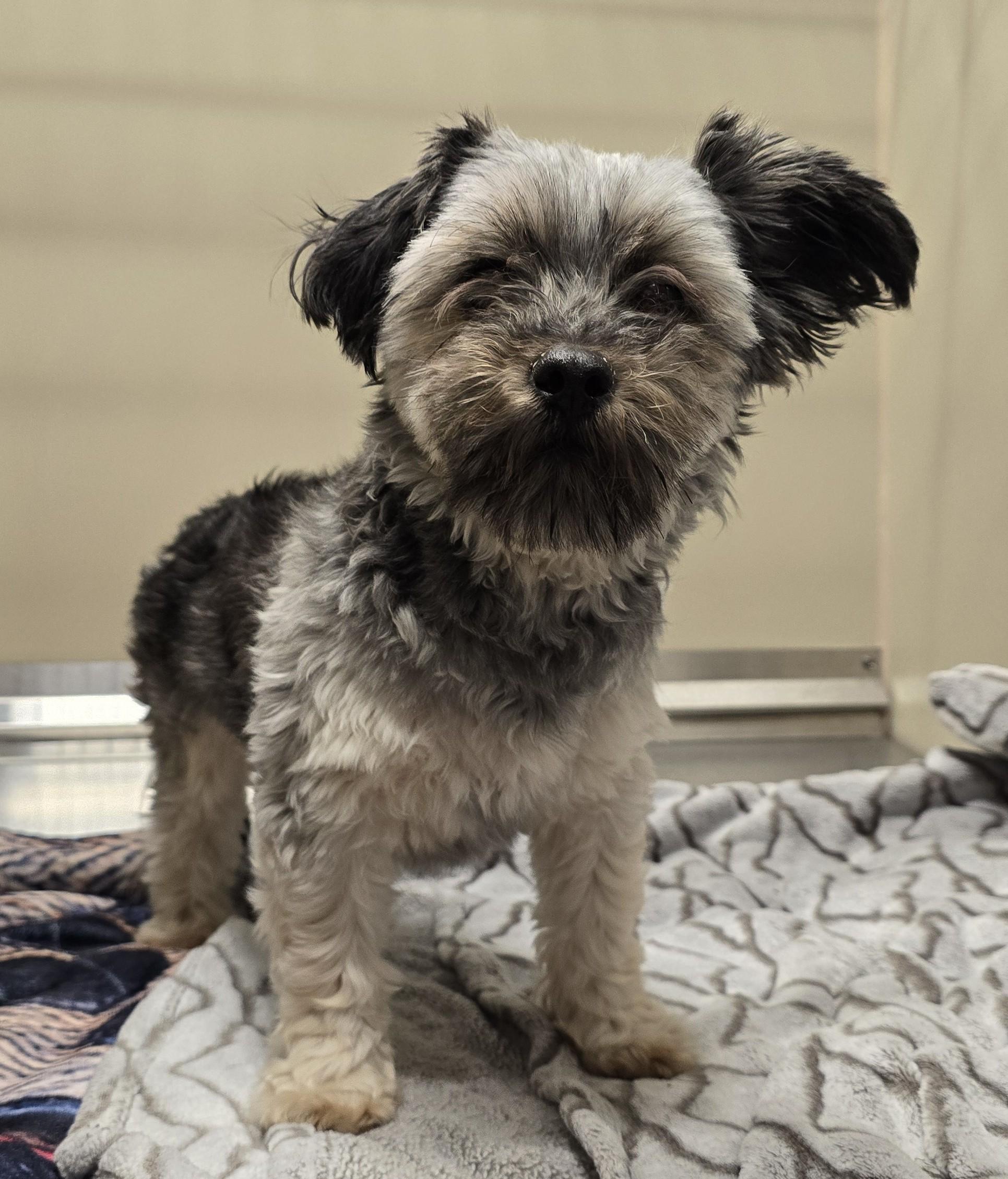 26-277 Firecracker, adopted, Adult Female Yorkie Poo.