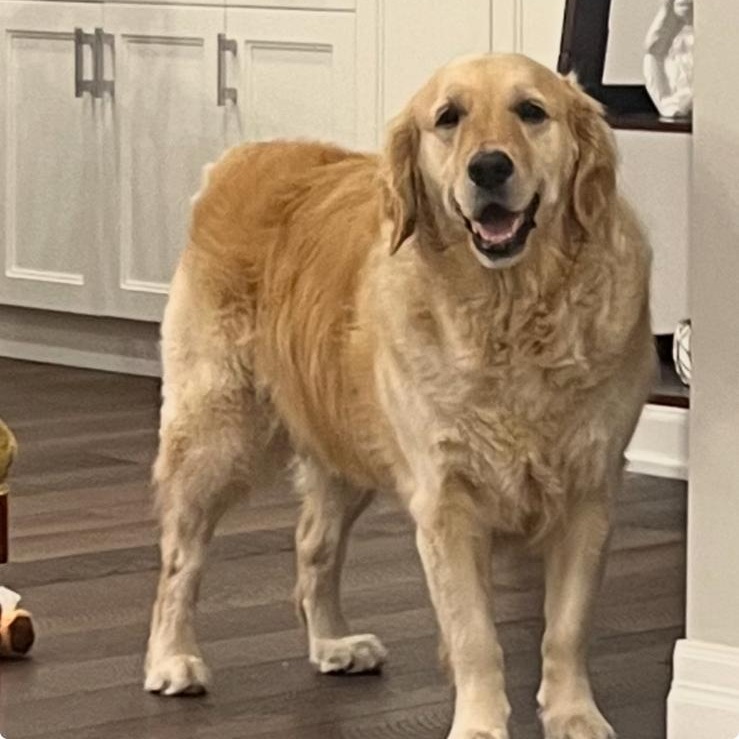 Ms. Golden April, Adoptable, Adult Female Golden Retriever.