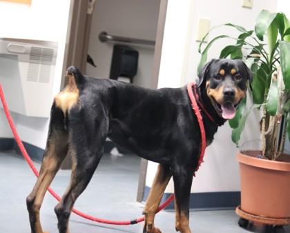 Axel, a Adoptable mixed breed in Walla Walla, WA image 2/3