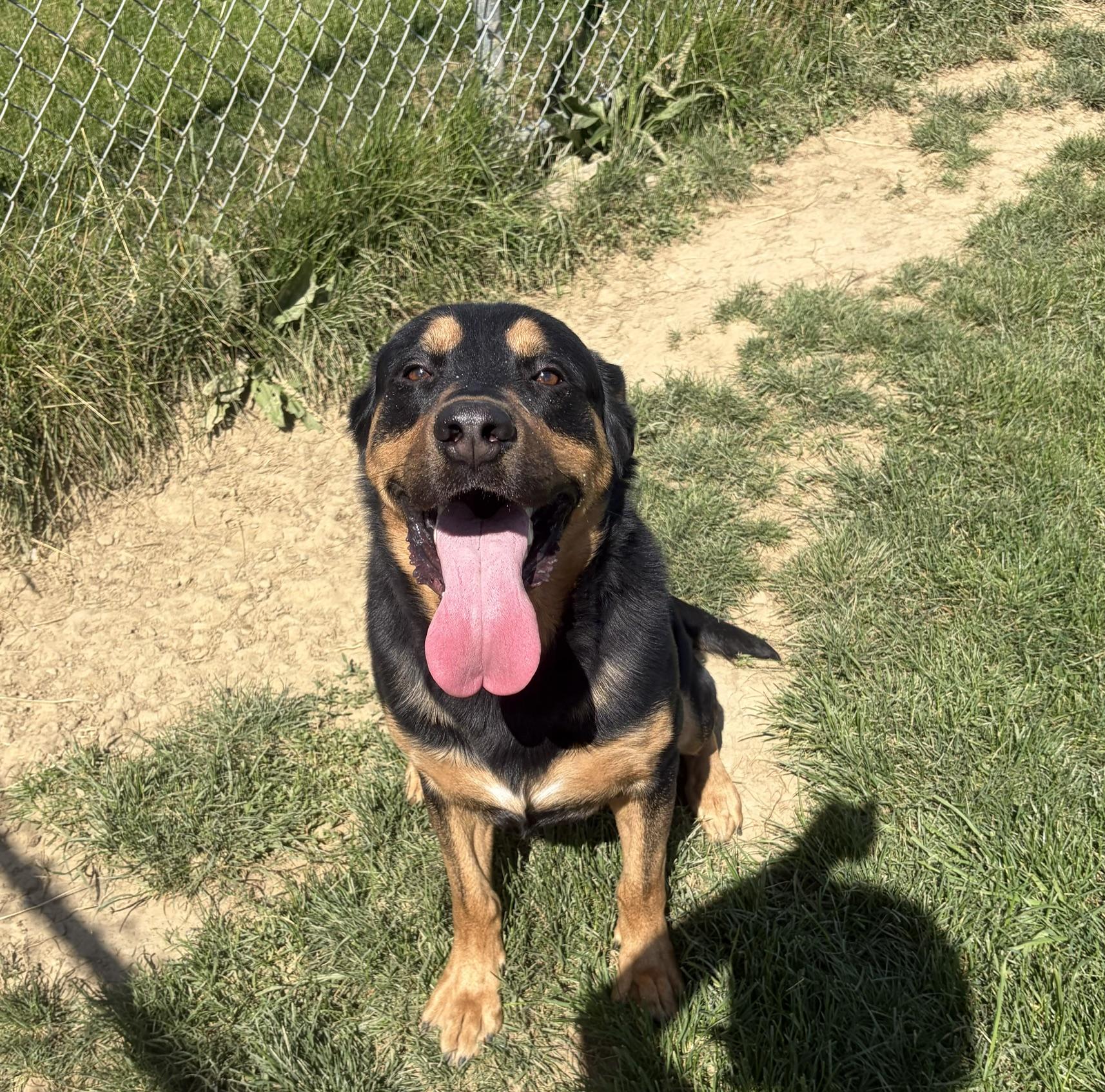 Yogi, adopted, Adult Male Rottweiler.