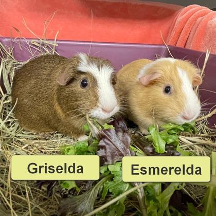 Esmerelda, Adoptable, Adult Female Guinea Pig.