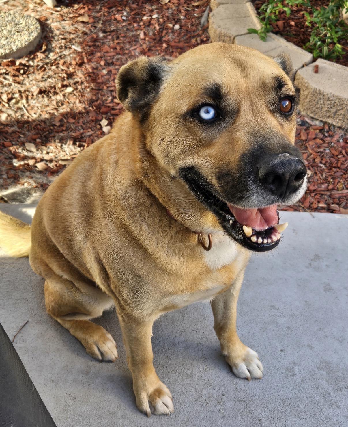 Lonnie, a ADOPTABLE mixed breed in Tarzana, CA image 1/3