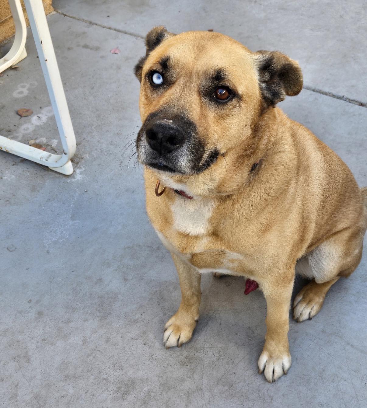 Lonnie, a ADOPTABLE mixed breed in Tarzana, CA image 3/3