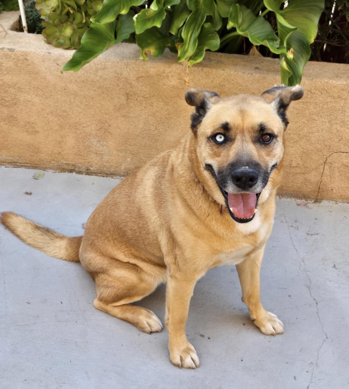Lonnie, a ADOPTABLE mixed breed in Tarzana, CA image 2/3