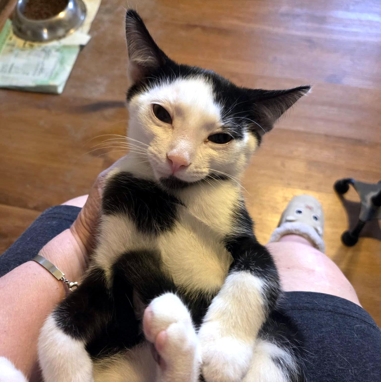 Brewster, an adoptable Domestic Short Hair in Pittsburgh, PA image 4/5