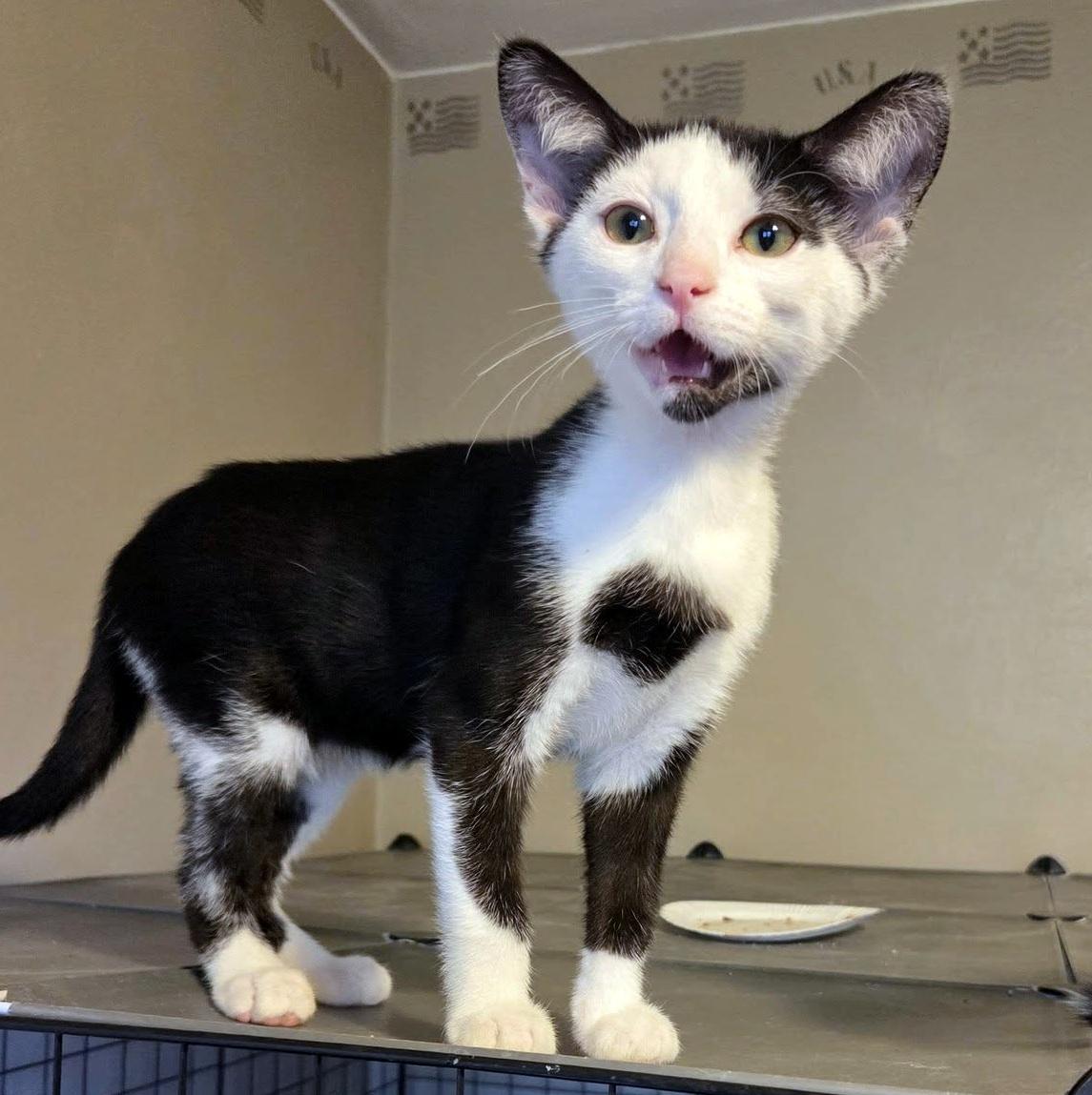 Brewster, adoptable, Kitten Male Domestic Short Hair.