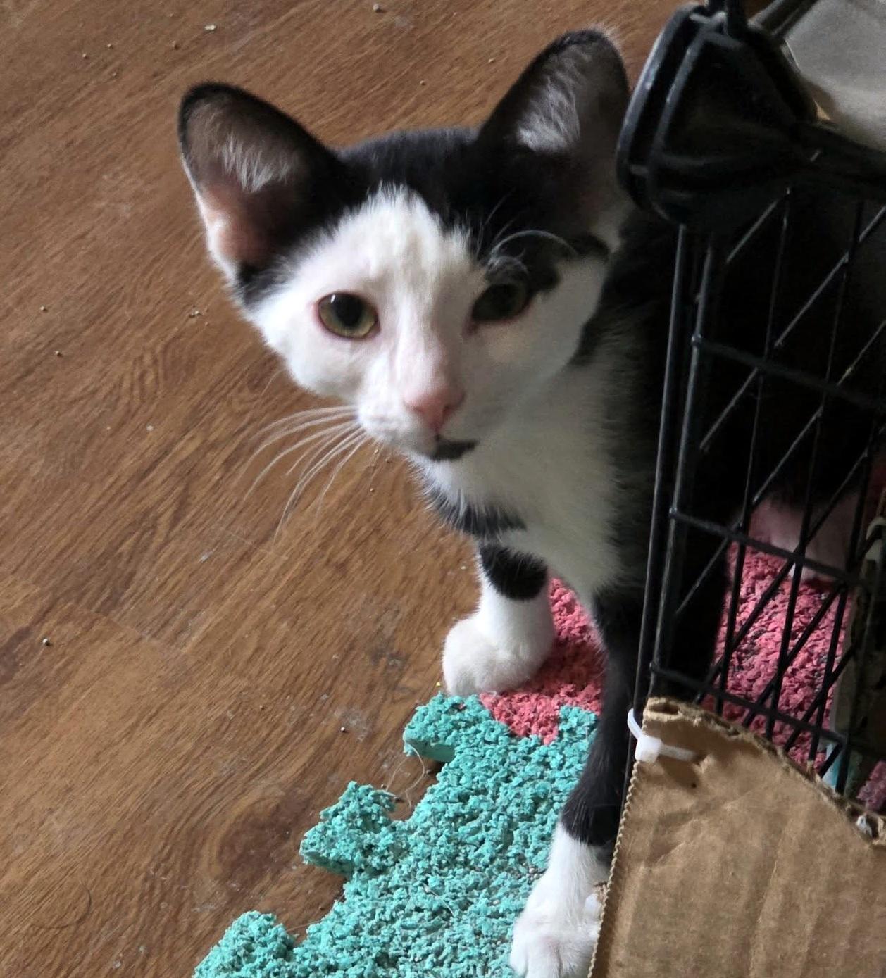Brewster, an adoptable Domestic Short Hair in Pittsburgh, PA image 2/5