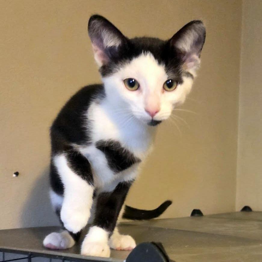 Brewster, an adoptable Domestic Short Hair in Pittsburgh, PA image 3/5