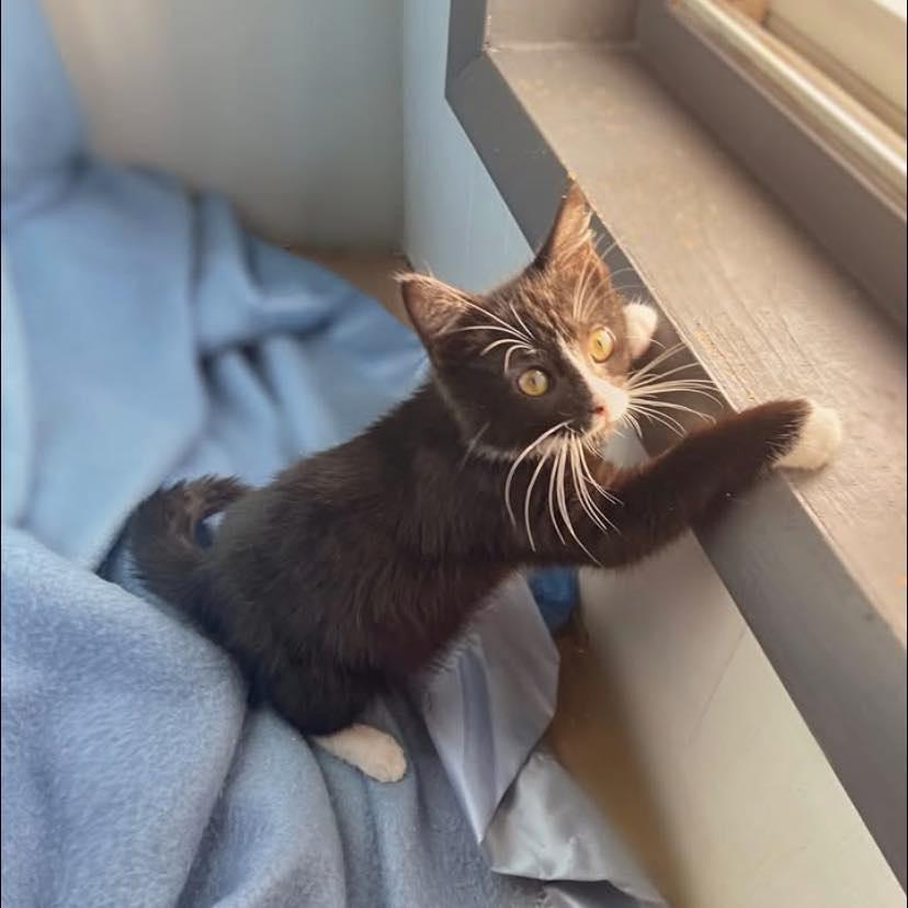 Enlarge Aster, an adopted Domestic Short Hair in Reading, PA image 1/1