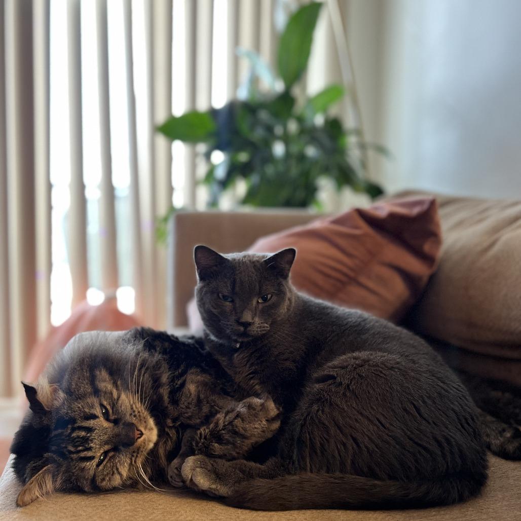 Enlarge Carlos - Home to Home, a Adoptable Domestic Long Hair in South Elgin, IL image 1/4