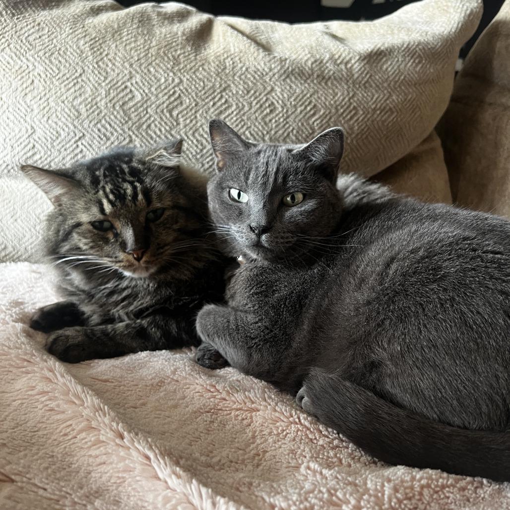 Enlarge Carlos - Home to Home, a Adoptable Domestic Long Hair in South Elgin, IL image 2/4