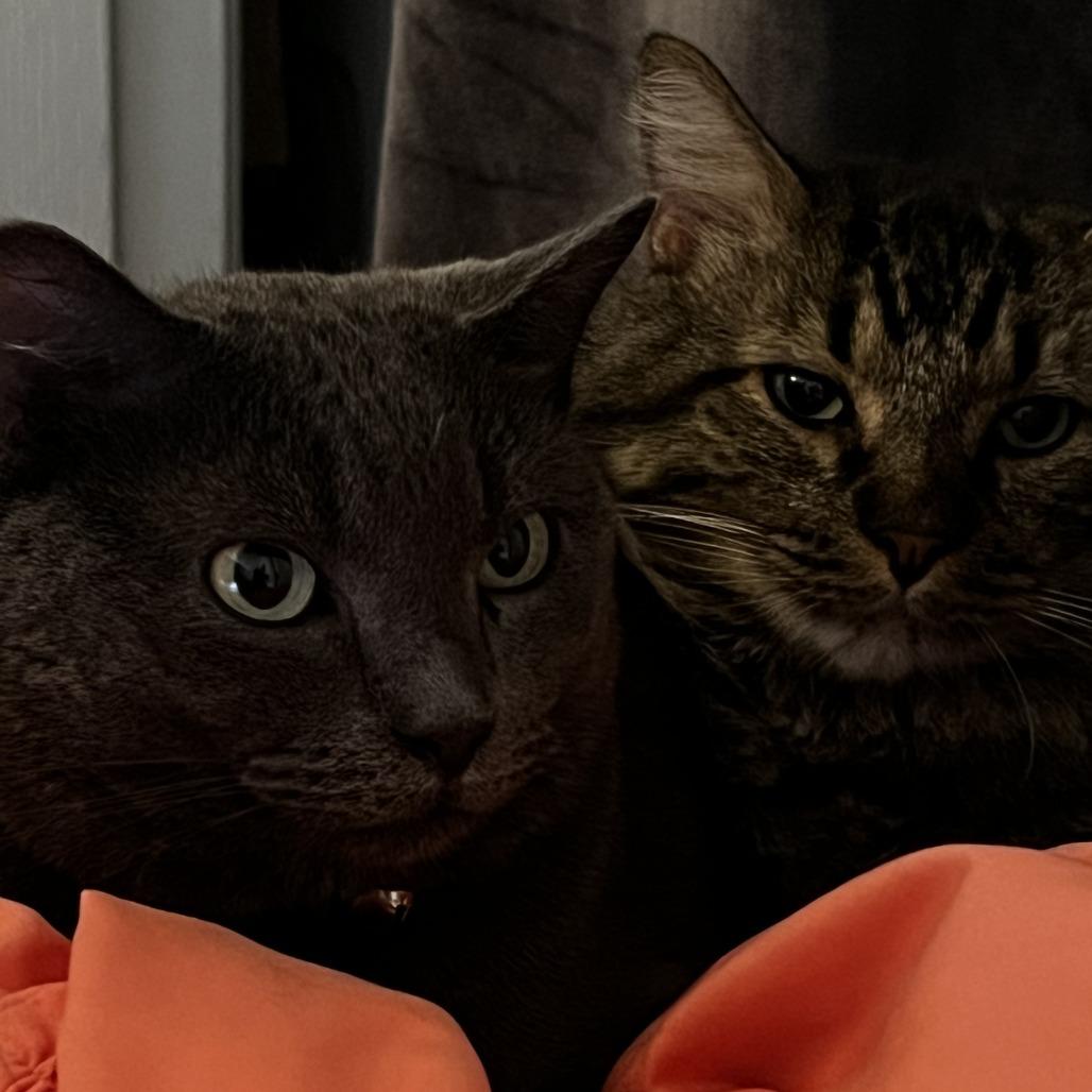 Enlarge Carlos - Home to Home, a Adoptable Domestic Long Hair in South Elgin, IL image 3/4