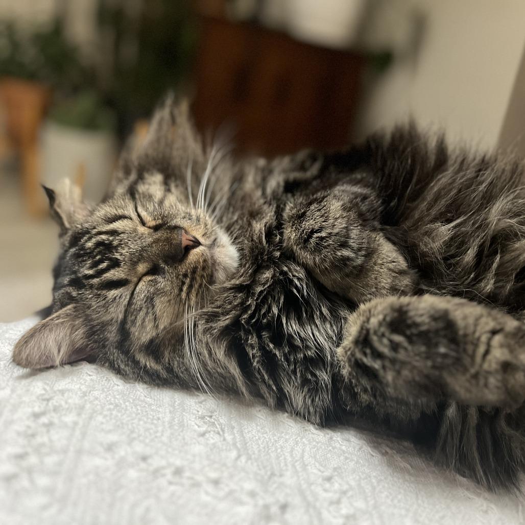 Enlarge Carlos - Home to Home, a Adoptable Domestic Long Hair in South Elgin, IL image 4/4