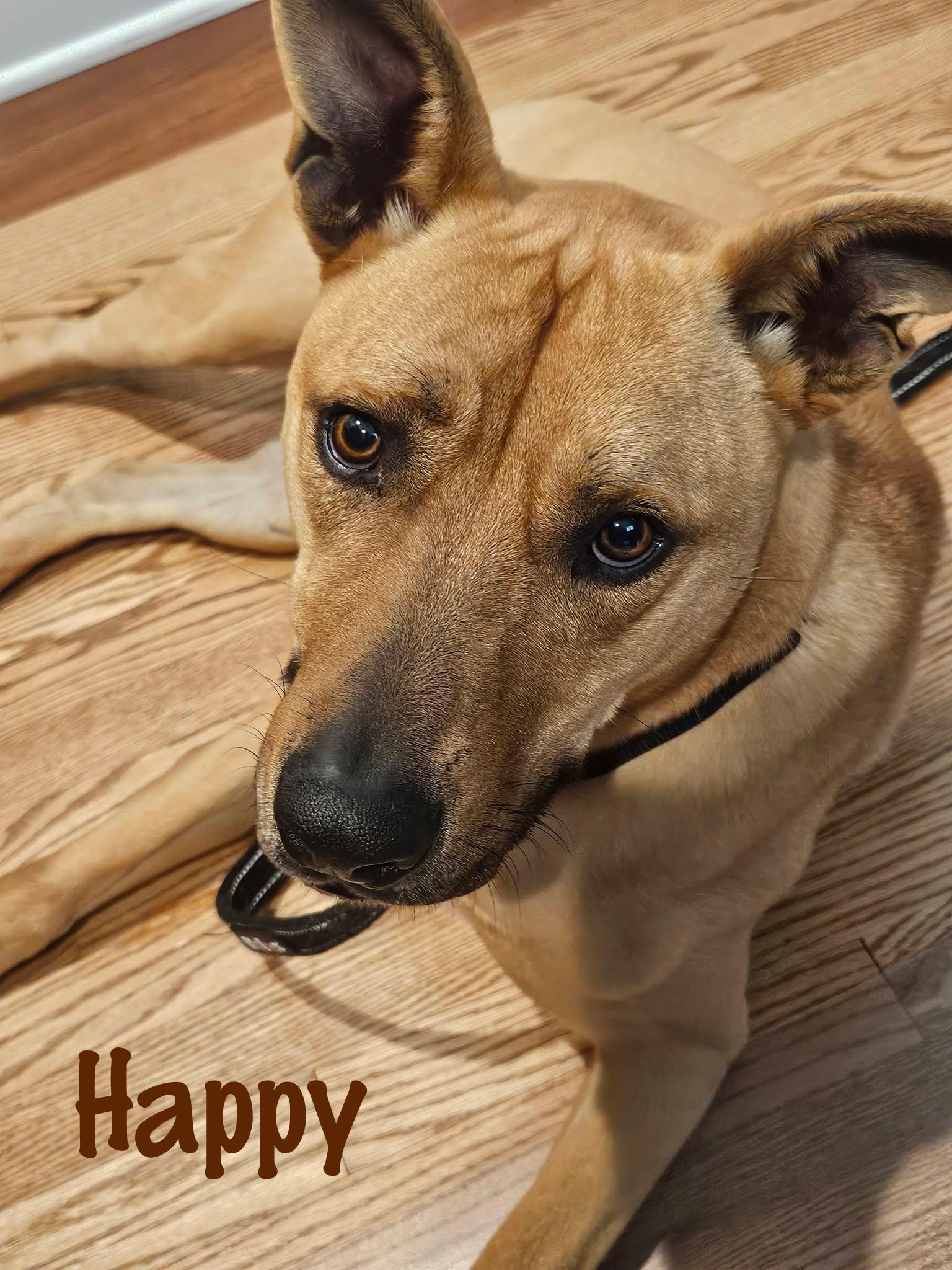 Enlarge Happy, a ADOPTABLE mixed breed in Elburn, IL image 5/6