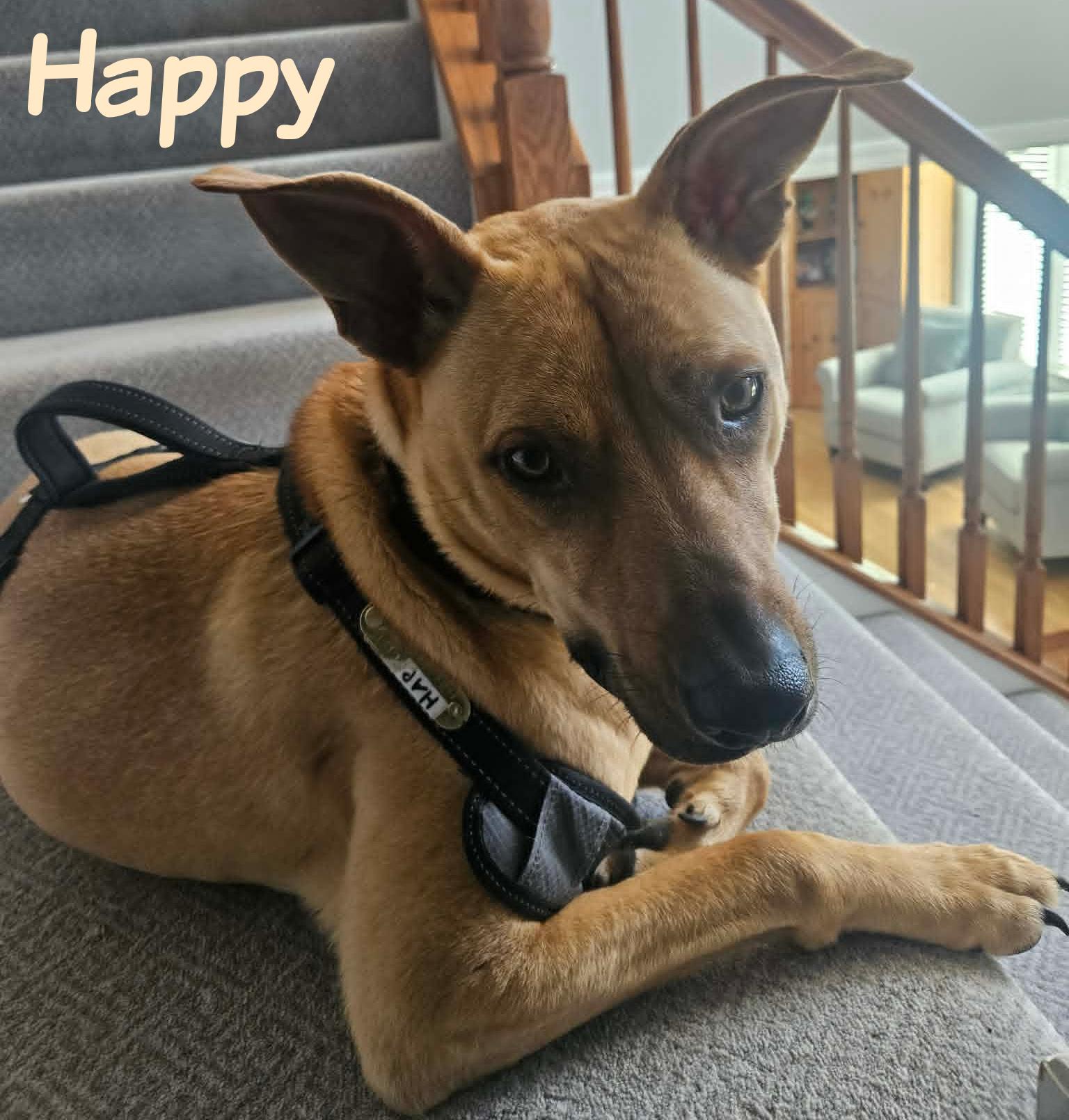 Enlarge Happy, a ADOPTABLE mixed breed in Elburn, IL image 5/6