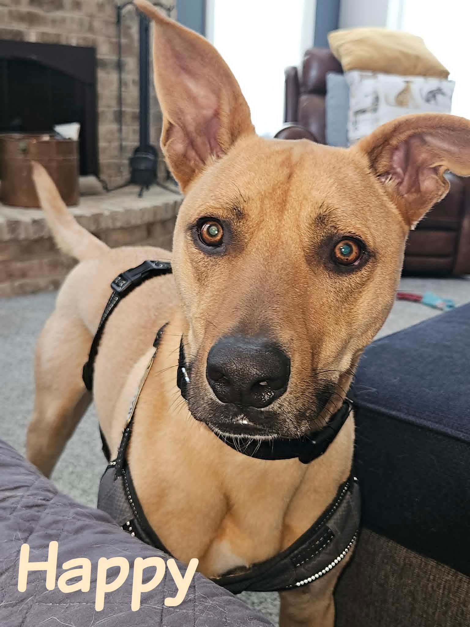 Enlarge Happy, a ADOPTABLE mixed breed in Elburn, IL image 1/6