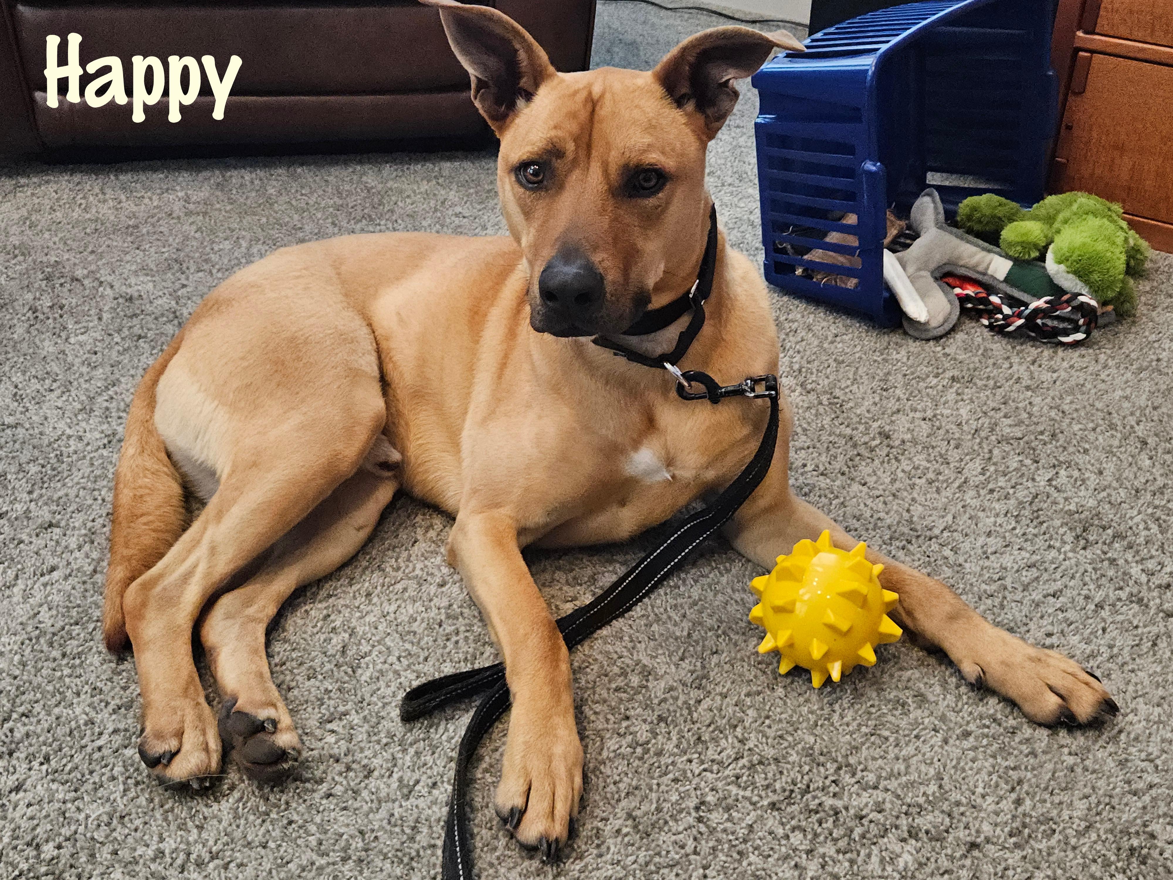 Happy — thumbnail 4