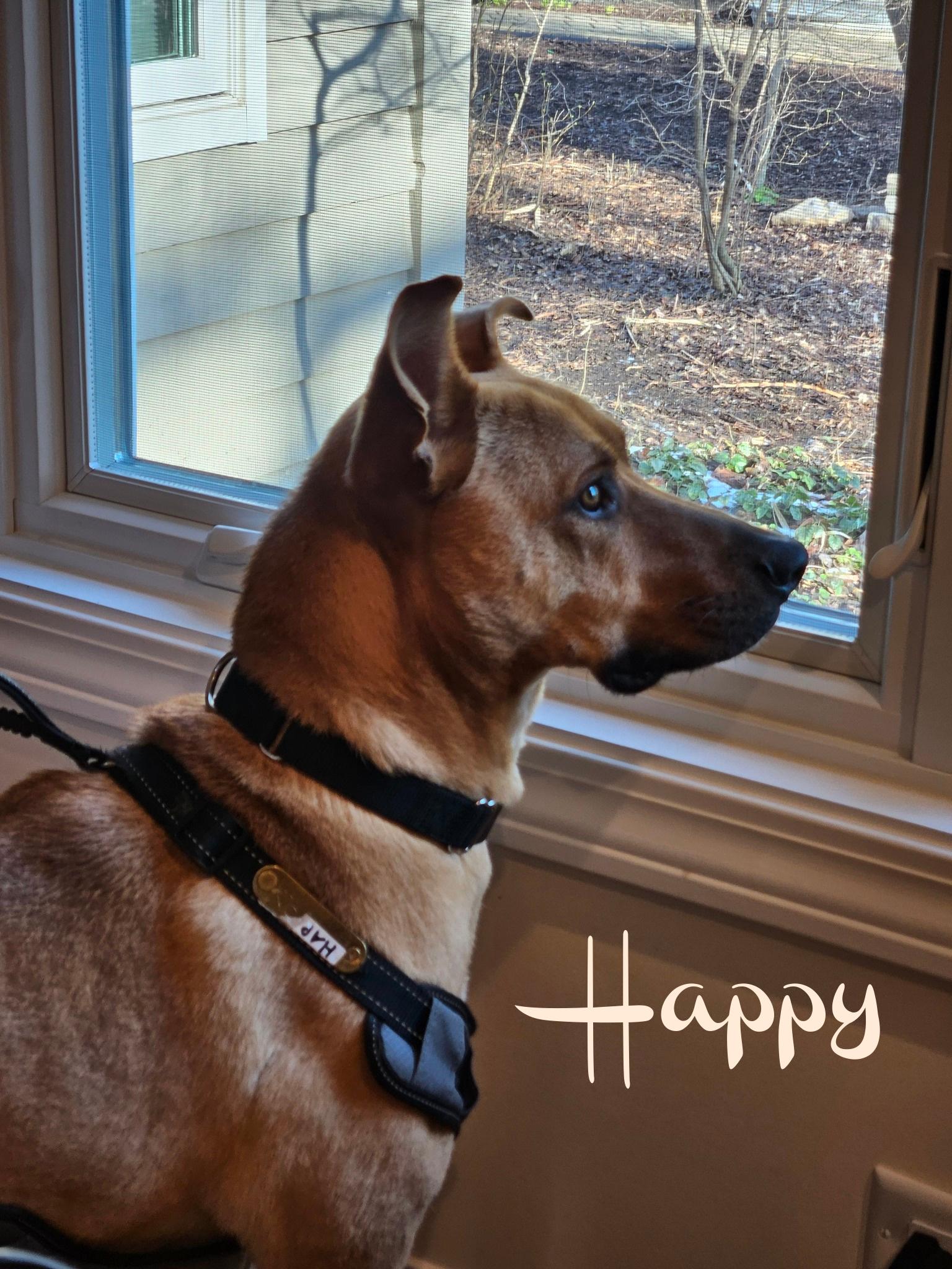 Enlarge Happy, a ADOPTABLE mixed breed in Elburn, IL image 1/6