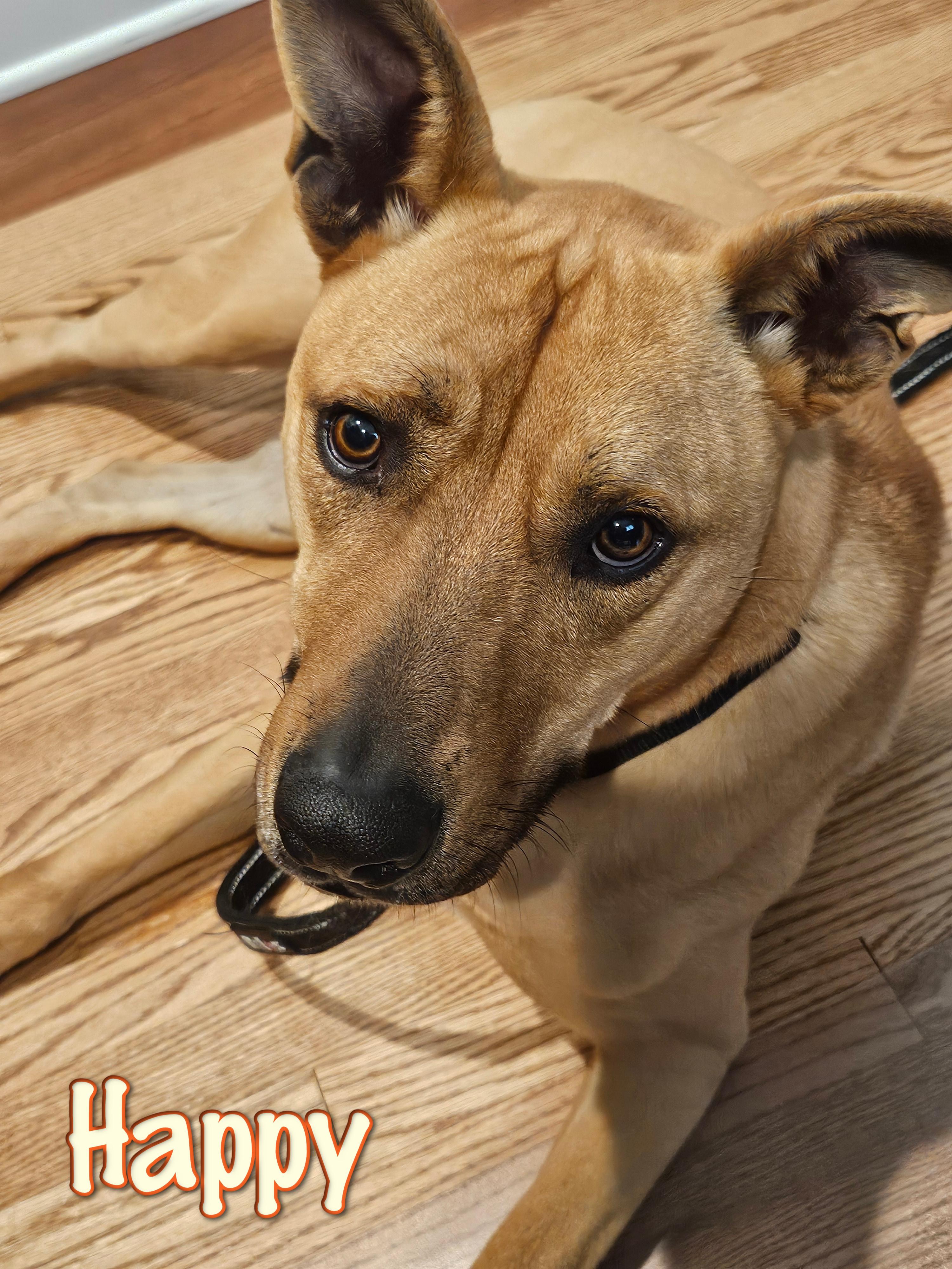 Happy — thumbnail 5