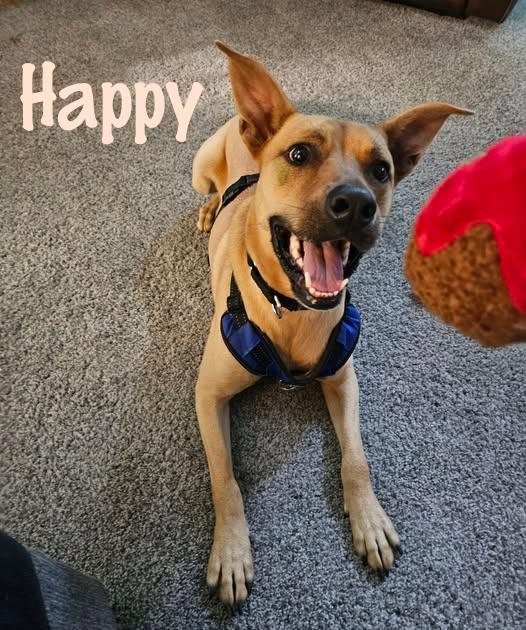 Enlarge Happy, a ADOPTABLE mixed breed in Elburn, IL image 1/6