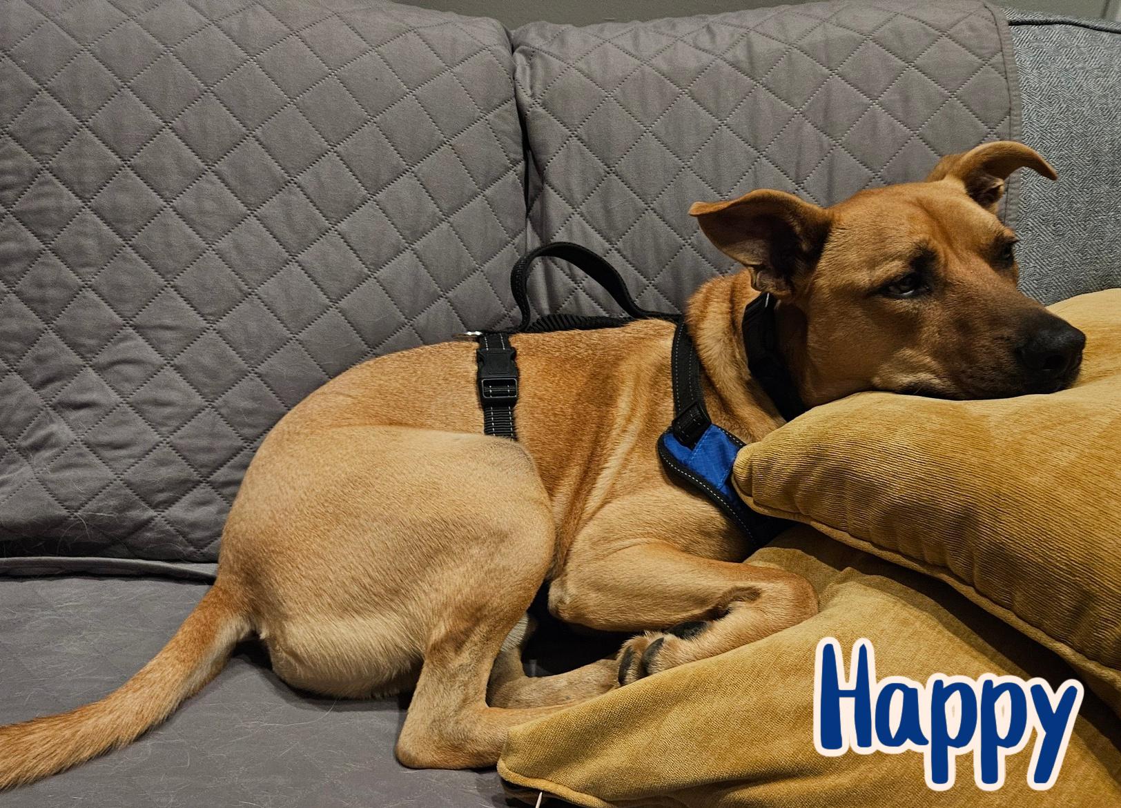 Enlarge Happy, a ADOPTABLE mixed breed in Elburn, IL image 6/6