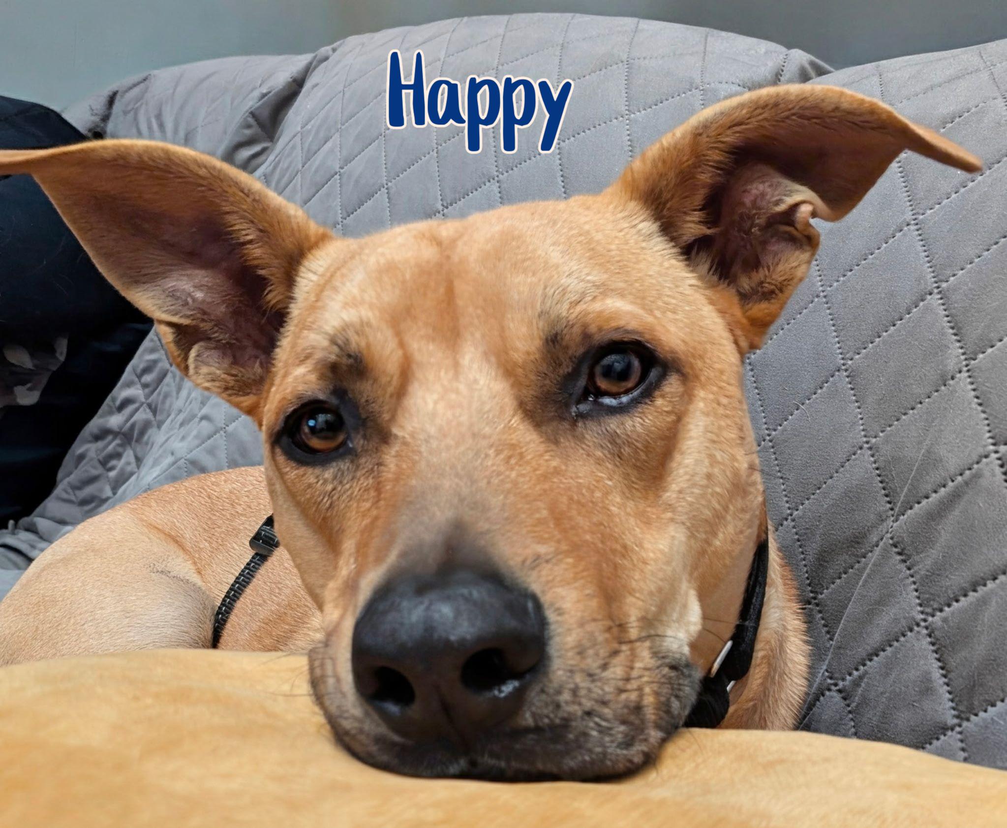Happy, ADOPTABLE, Adult Male Shepherd & Black Mouth Cur.