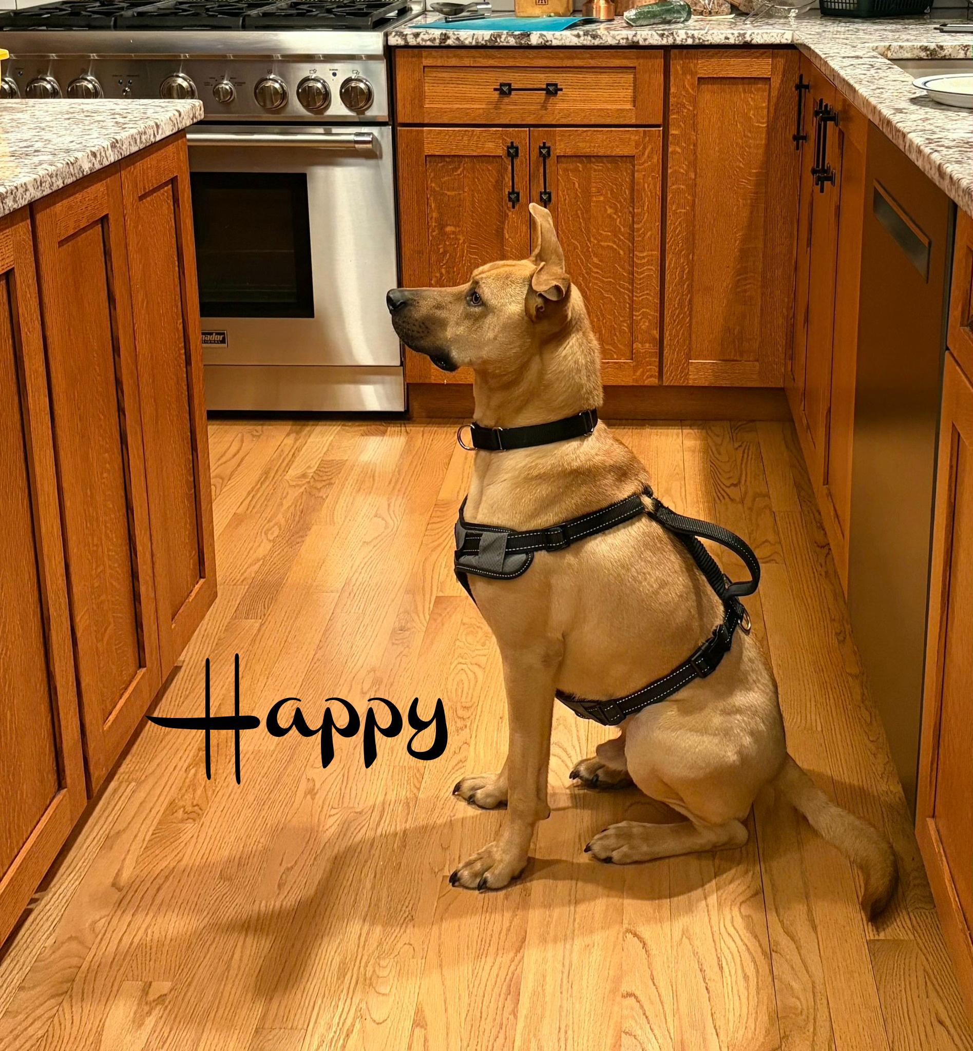 Enlarge Happy, a ADOPTABLE mixed breed in Elburn, IL image 3/6